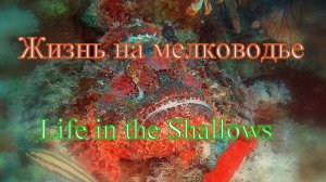 Жизнь мелководья