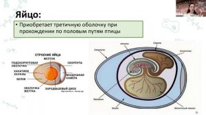 Зоология позвоночных 2 часть | Экспрессия | Alles