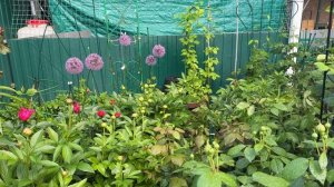 Сорта пионов 💐 в одном из цветников моего сада 💐