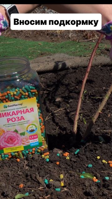 Уход за розами весной
