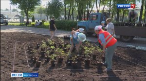 Роз для украшения Костромы в этом году посадят больше обычного