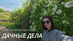 🌿 Дачные дела: рассада, виноград и базилик