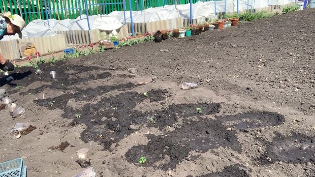 Высаживаю рассаду виктории на улицу. Ящиками затеняю.