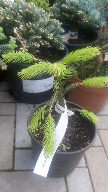 ❤🌲Редкость, ель Ханни Бан
✔Продажа растений в макс и телеграм канале: Https://t.me/love_is_hvoiny_dv