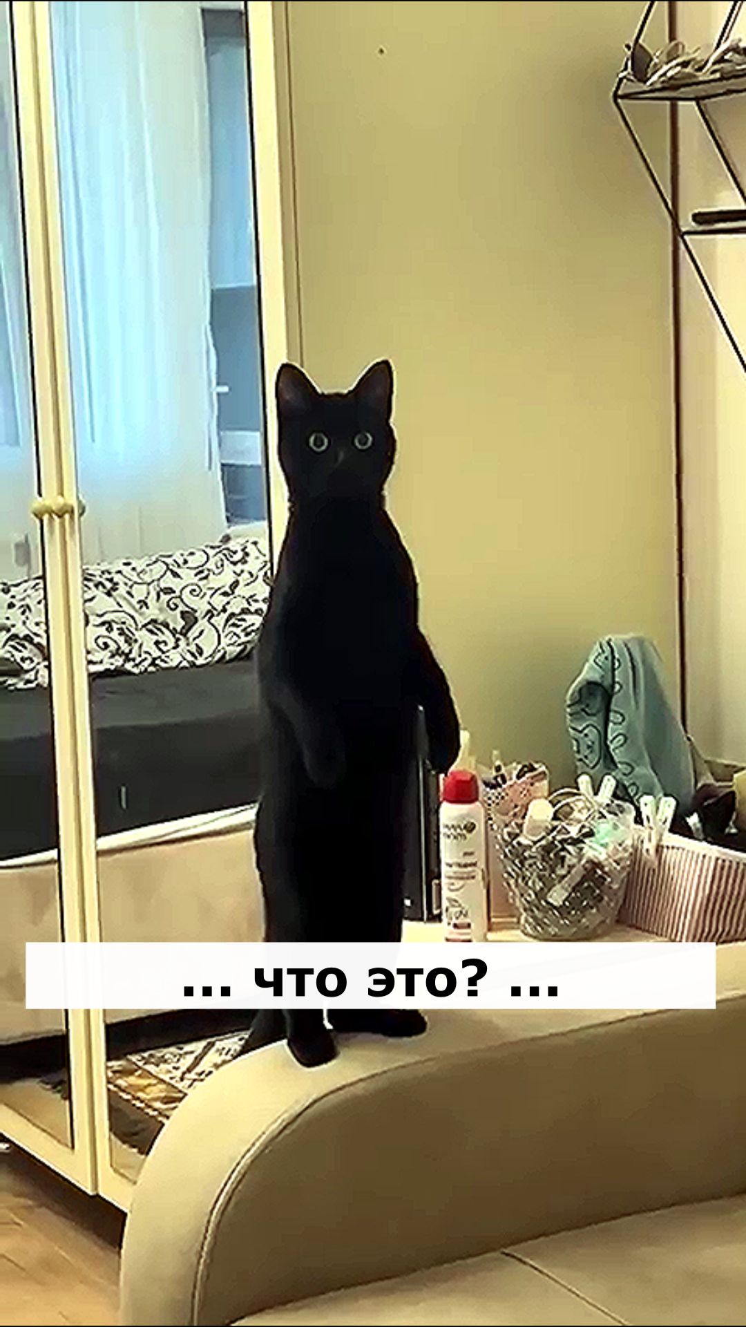 Астральные котики.#котик #нежность #юмор #прикол #шутка #позитив #настроение #отдых #смешной #кот