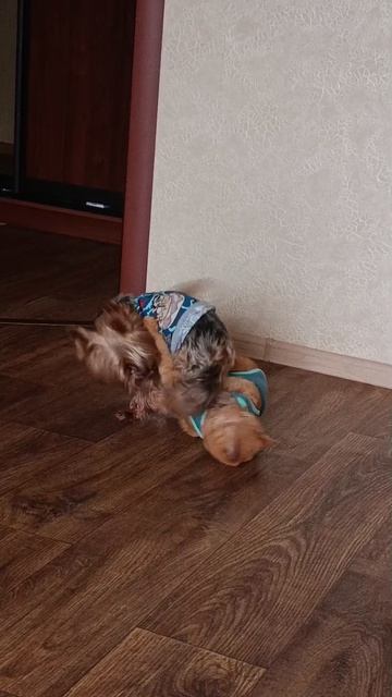 Соскучились, теперь играют. 🐶🐱🙂/Дружба она такая.