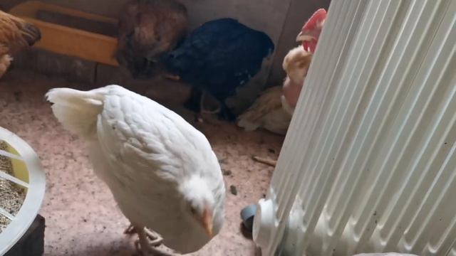 Майские праздники в нашем саду. Стройка мангальной зоны продолжается.