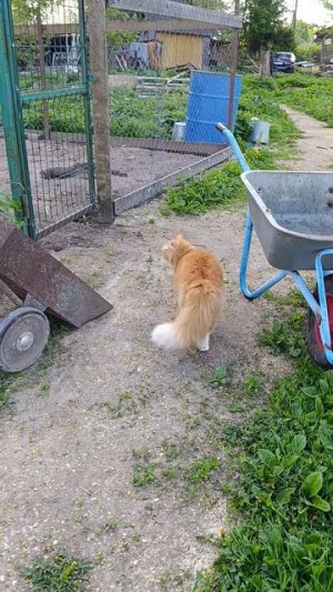С добрым утром из деревни 🏠🌞 Куры🐔🐓 гуси 🪿 утки 🦆 утиное гнездо 🪺 волкодав Ева🐈 кот Фокс 🐱
