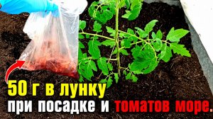 ДОБАВЬ 50 гр В ЛУНКУ ПРИ ПОСАДКЕ ТОМАТОВ! ПОМИДОРЫ ЗАВАЛЯТ ВАС УРОЖАЕМ! Что добавить в лунку