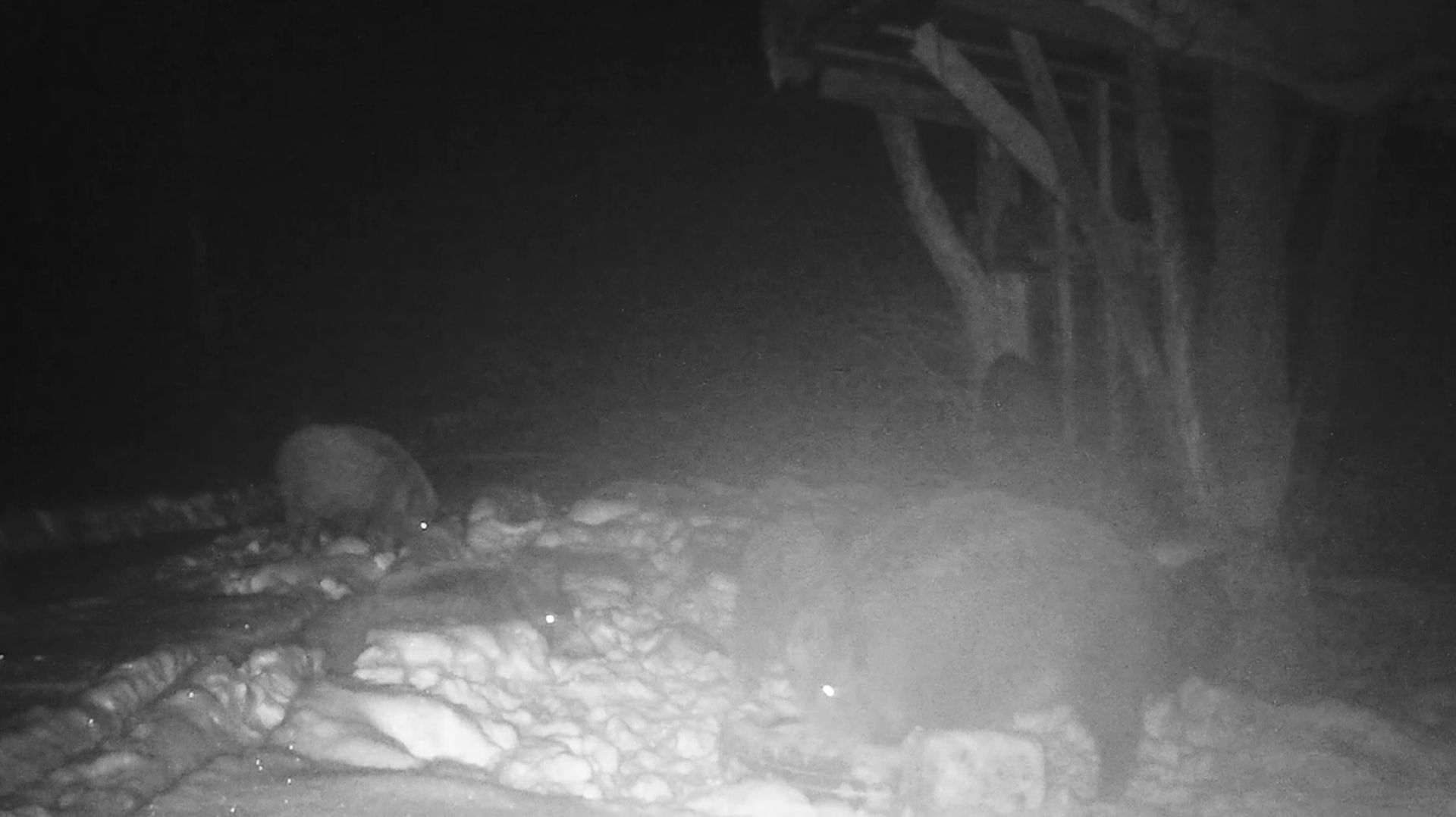 В мире животных: кабаны на видео с фотоловушки