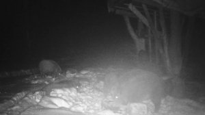 В мире животных: кабаны на видео с фотоловушки