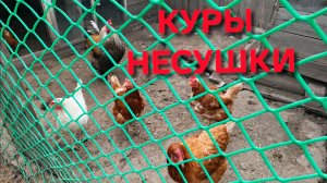 Куры-несушки Вечерний сбор яиц Курочки Леггорн сегодня в почете