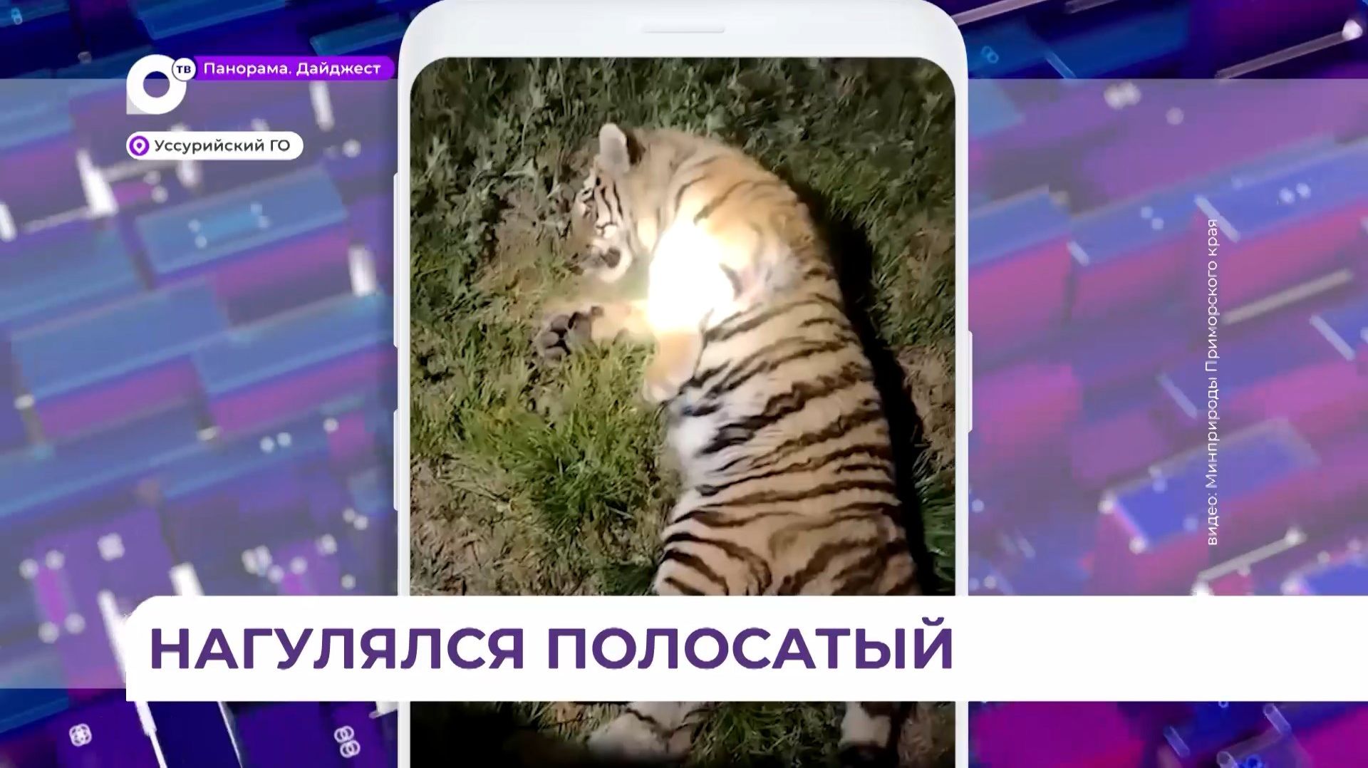 В Уссурийском округе поймали молодого амурского тигра