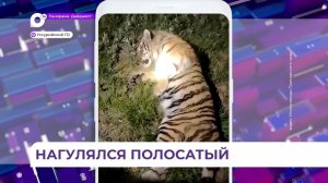 В Уссурийском округе поймали молодого амурского тигра