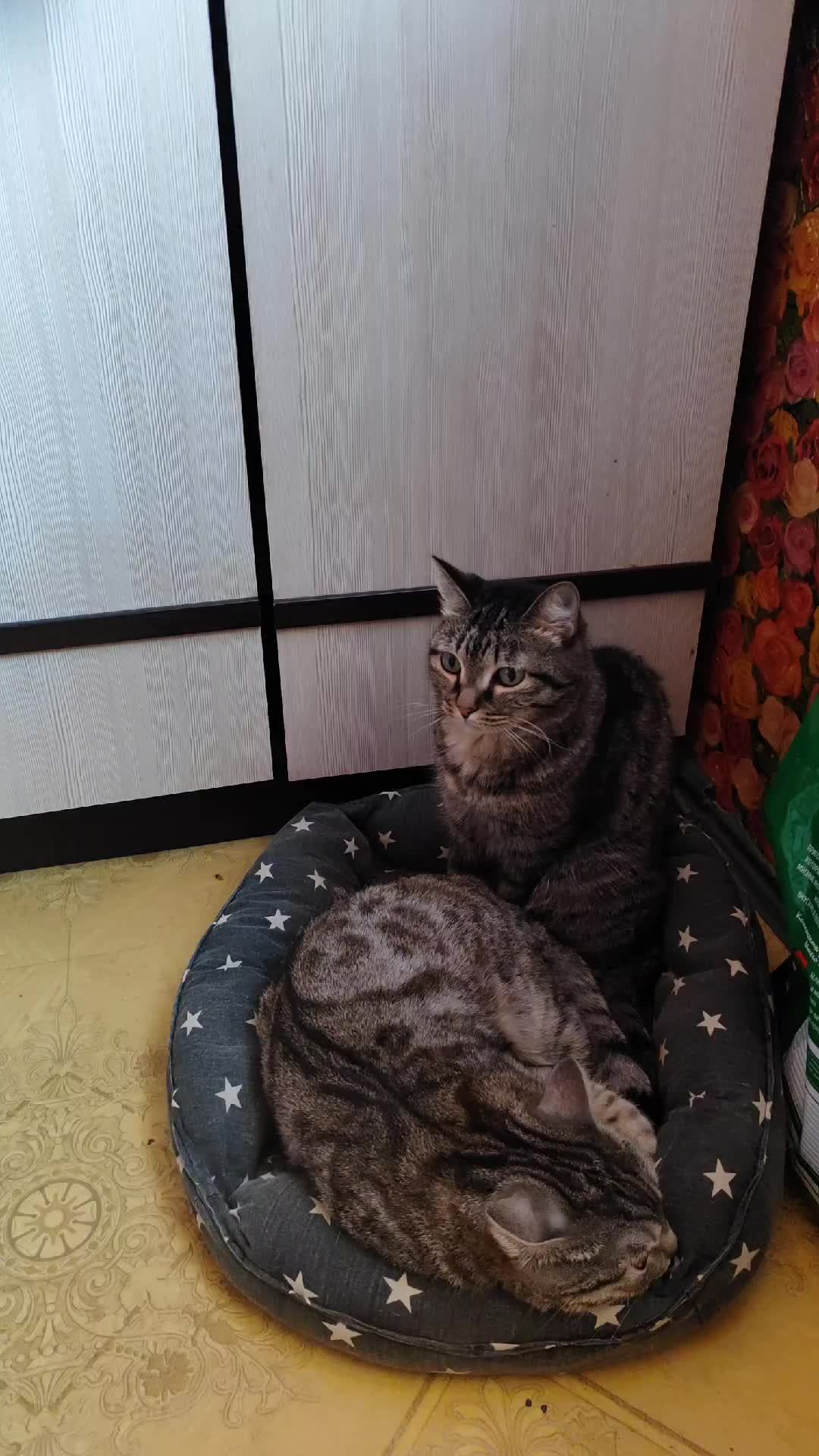 #котики