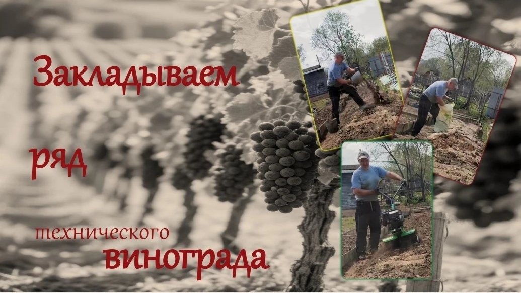 Посадка винограда технических средств