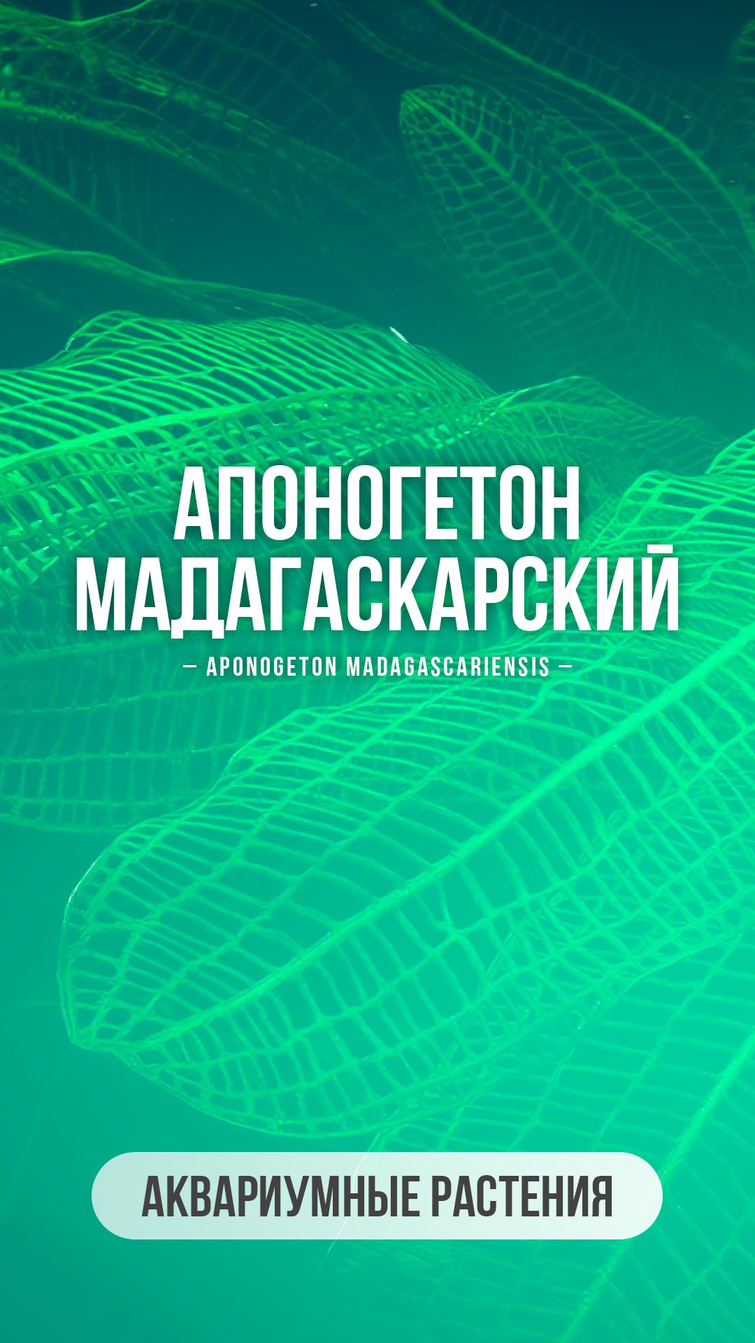 Апоногетон мадагаскарский