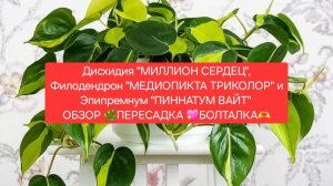 Дисхидия «МИЛЛИОН СЕРДЕЦ»💖 и другие Зелёные Питомцы. ОБЗОР🌷 ПЕРЕСАДКА 🌿 БОЛТАЛКА🌺