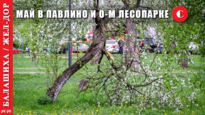 2026 г. Балашиха. Майские прогулки по Павлино и Ольгинскому лесопарку.