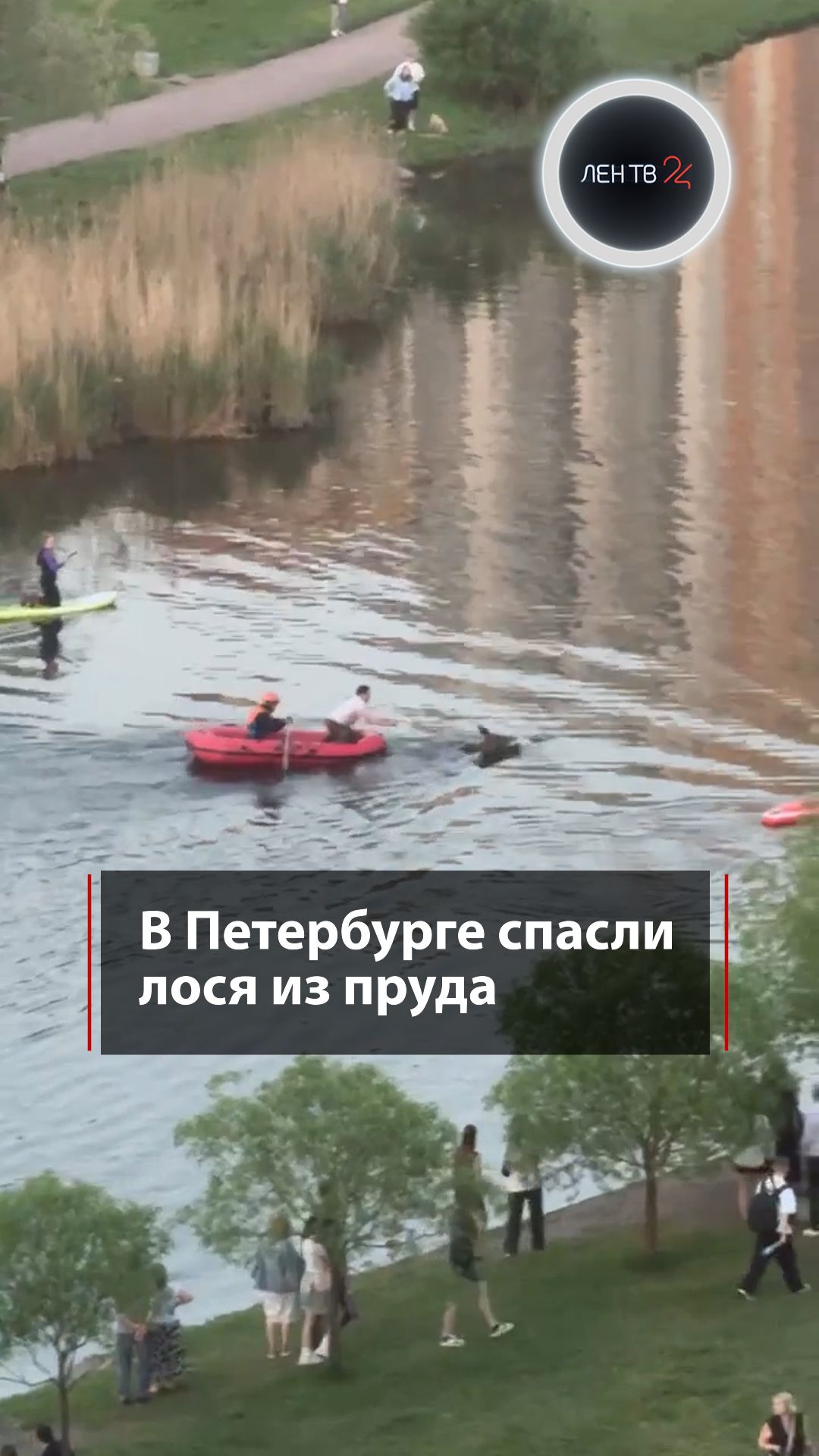 В Петербурге спасли лося из пруда