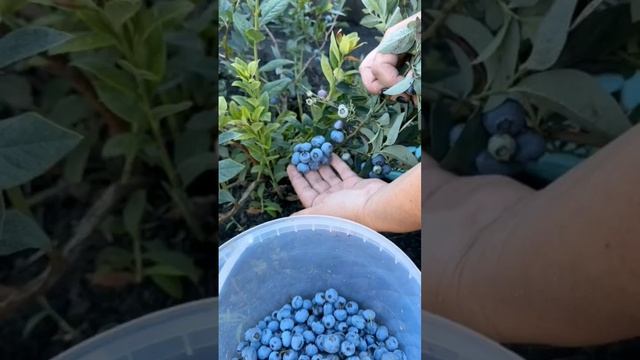 Весенний Обзор Голубики