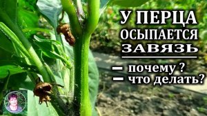 Почему опадают цветы и завязи у перца? Главные причины и как спасти урожай