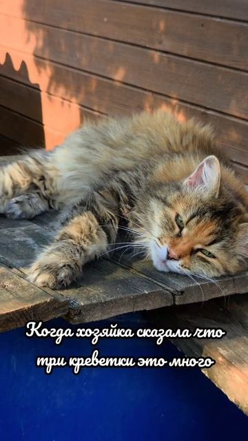 Мысли вслух 🐱 #юмор #прикол #котики #тренд #рекомендации