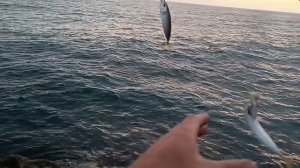 Ловим ставриду в Джубге. Рыбалка на Черном море.# shorts