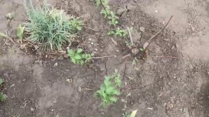 Как перезимовали яблони, 20 мая.