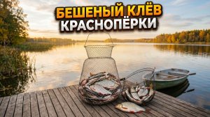 Нарвались на бешеный клёв краснопёрки! Такой рыбалки мы не ожидали...