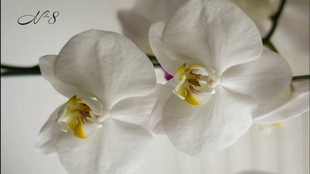 Мои похвастушки. Вот так цветёт часть моей коллекции.