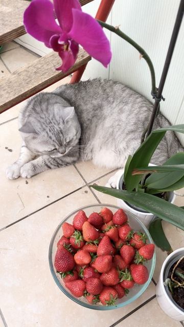 Котик Маню