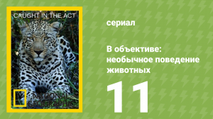 В объективе: необычное поведение животных 11 серия (документальный сериал, 2007)