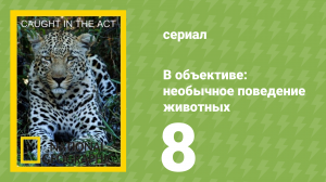 В объективе: необычное поведение животных 8 серия (документальный сериал, 2007)