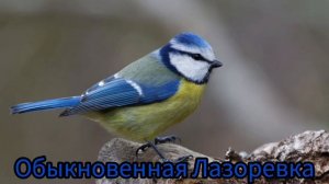 Пение обыкновенная Лазоревка