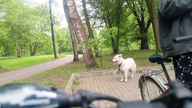 дгш 11 сезон 31 серия: город