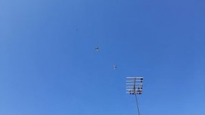 Николаевские голуби 48 RUS