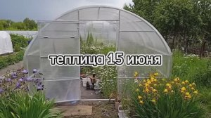 Моя теплица. Сорняки, теплая грядка. Полезные советы по выращиванию и уходу за растениями