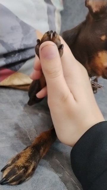 команды