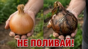 ПОСЛЕ 1 ИЮНЯ ЛУК НЕ ПОЛИВАЙ! Иначе сгниёт прямо в земле
