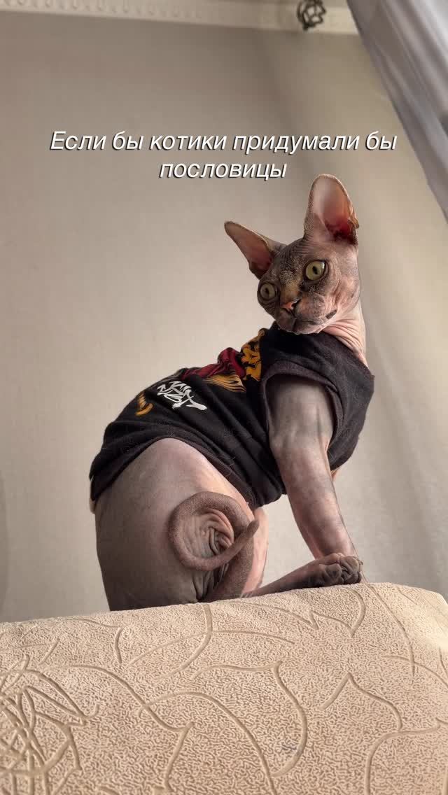 Котики 🫶