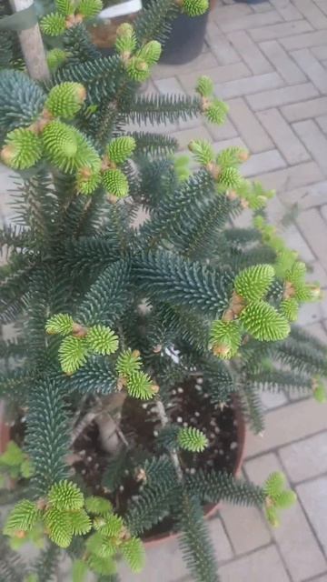 ❤🌲Пихта Испанская Серенада 
✔Продажа растений в макс и телеграм канале: Https://t.me/love_is_hvoiny_