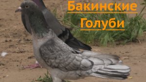 Бакинские Голубеводы в гостях у Азера в Астрахани! 26г