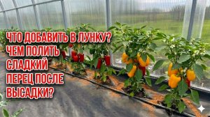ПЕРЦЫ МОЩНО ДВИНУТСЯ В РОСТ и ЗАПЛОДОНОСЯТ! Сажайте ТАК СЛАДКИЙ ПЕРЕЦ!