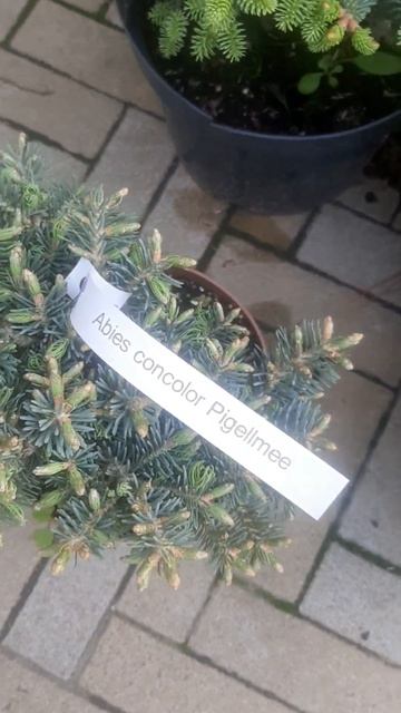 ❤🌲Пихта Одноцветная Пиггельми
✔Продажа растений в макс и телеграм канале: Https://t.me/love_is_hvoin