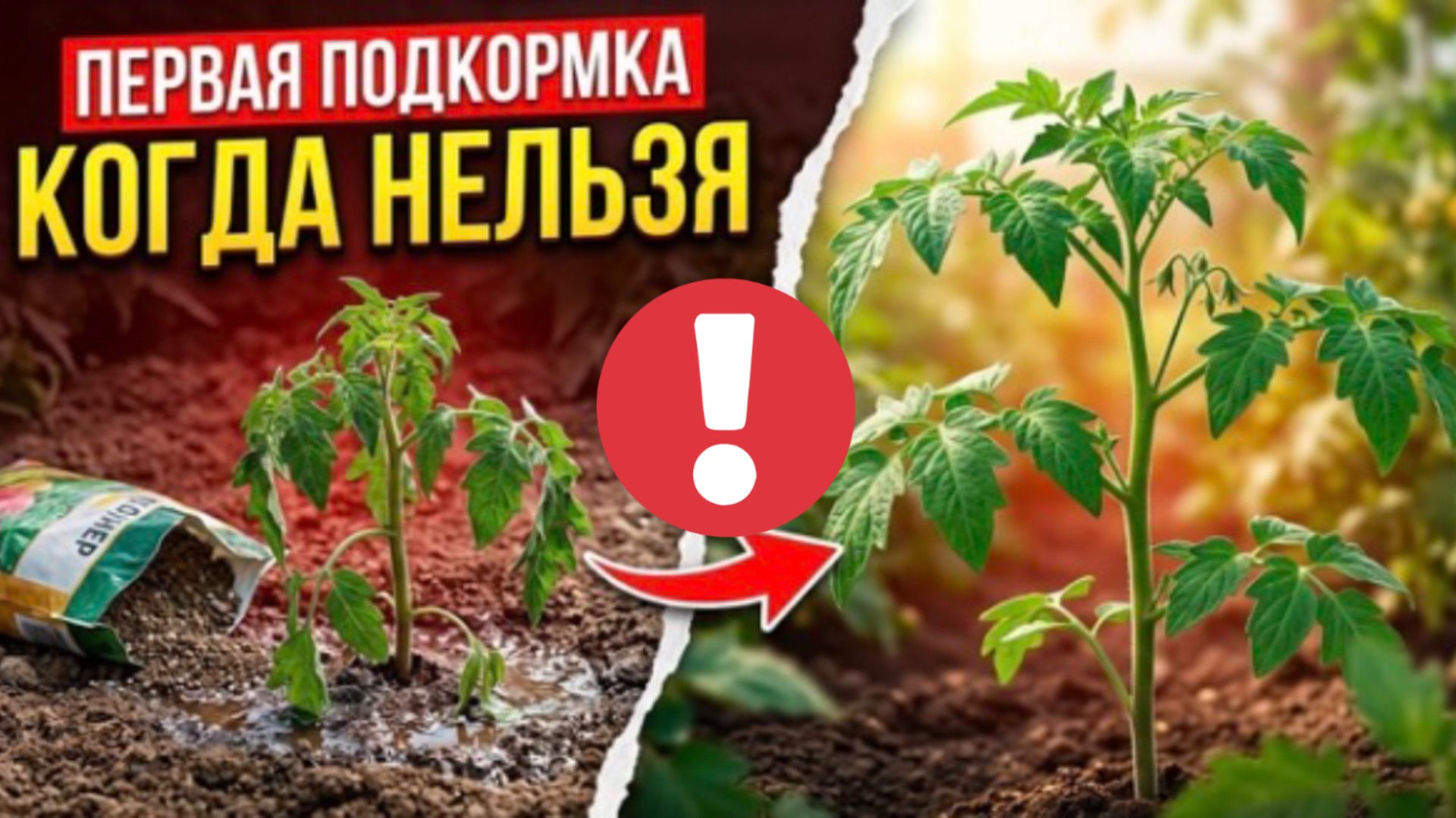 Когда кормить томаты после высадки? Ошибка, которая губит урожай.