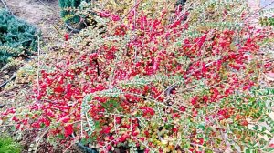 Кизильник горизонтальный (Cotoneaster horizontalis), популярный декоративный кустарник