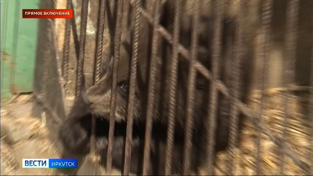 Прямое включение: к летнему периоду готовятся в Сибирском зоопарке