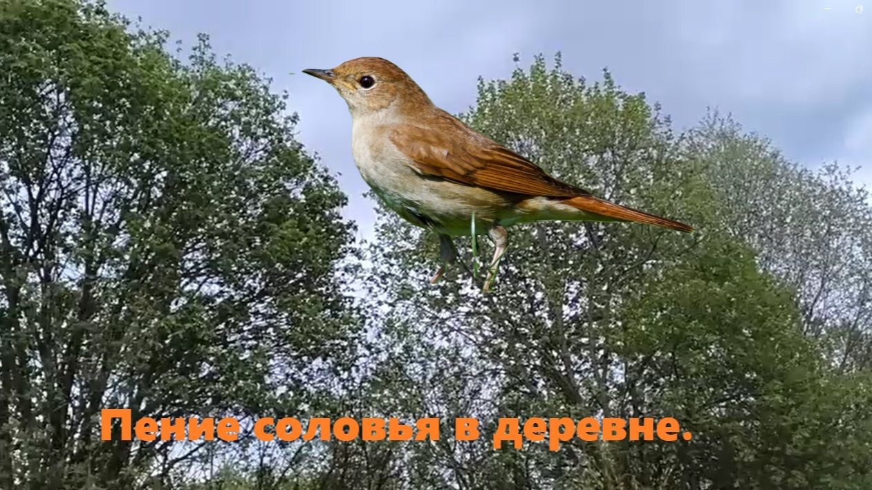 Пение соловья в деревне— это символ весенне-летнего тепла и природный антистресс. Соловьиные трели.