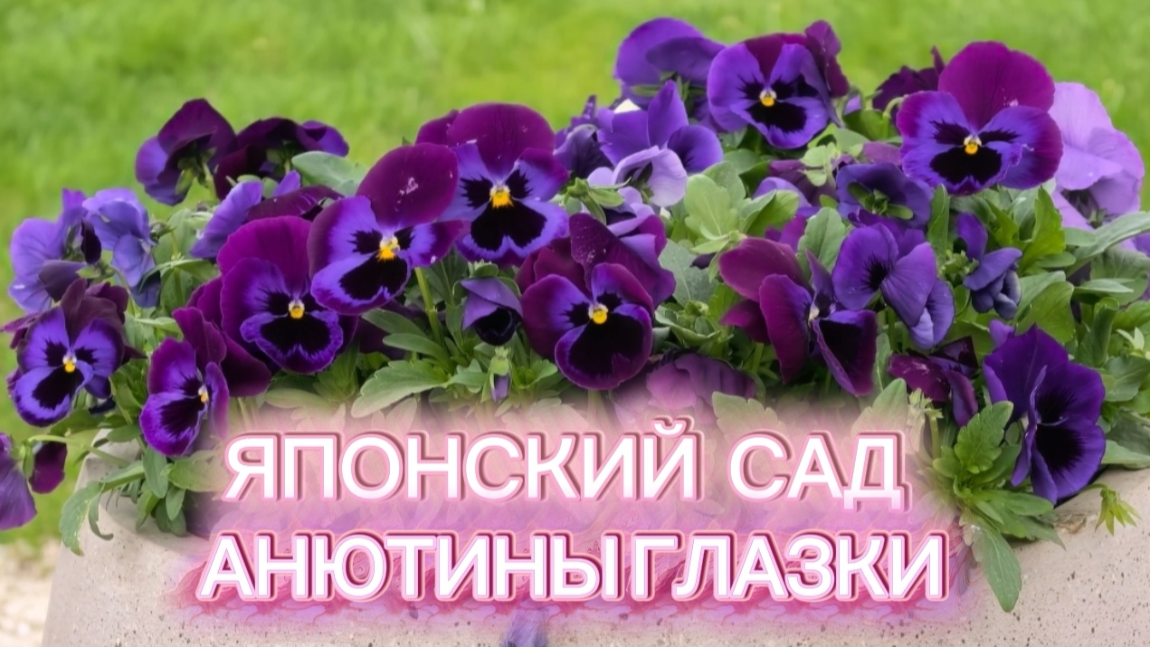 Краснодар. Анютины глазки в Японском саду✅